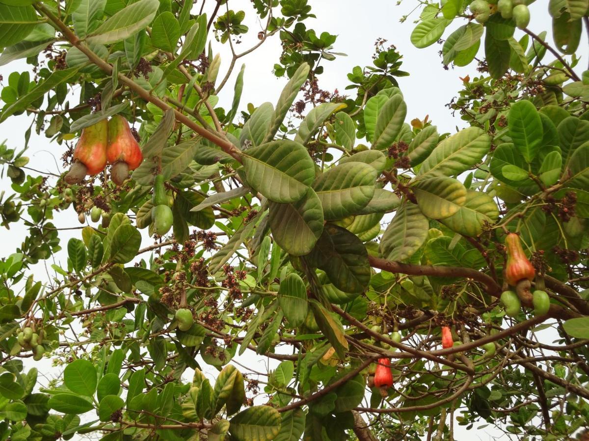 The Enchanting Nest Borim 外观 照片